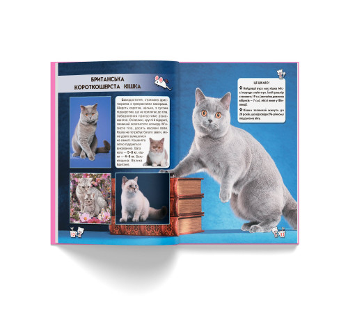 Фотоенциклопедія А4 Світ навколо нас Кішки